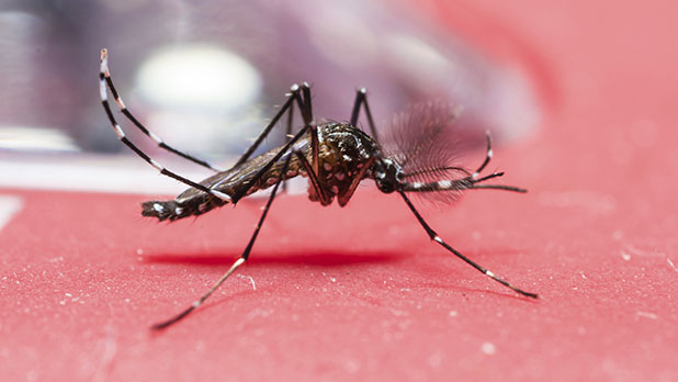 Could heatwaves burn out mosquito-borne disease?