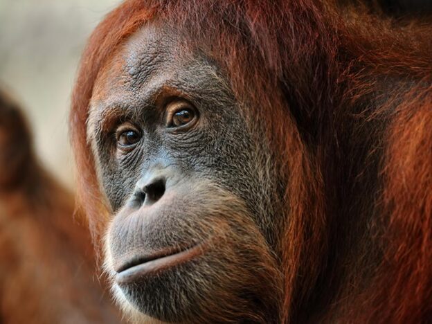 Orangutan bite requires ‘unique’ consideration of herpes B prophylaxis: case report